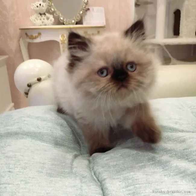 ID:1802-00674の子猫
