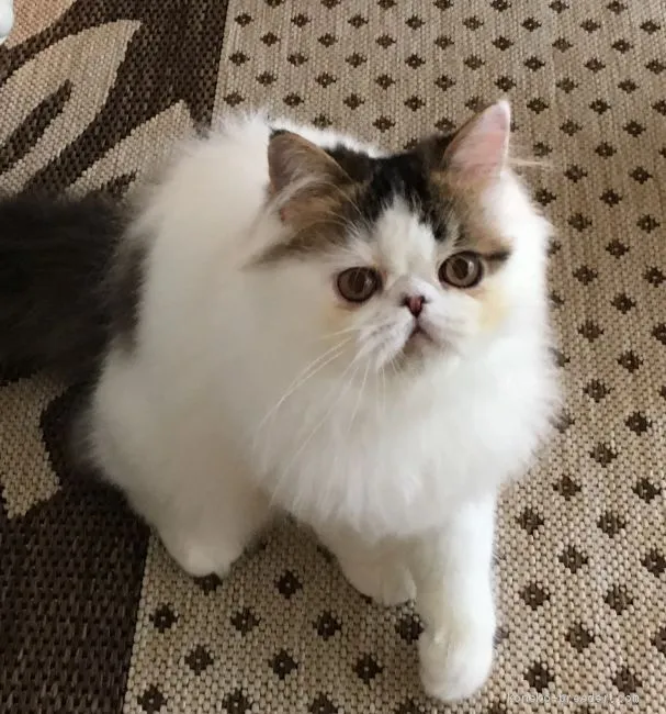 ID:1904-01392の子猫