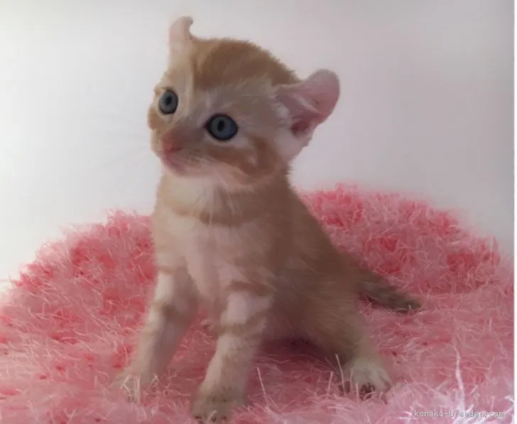 ID:1708-00671の子猫