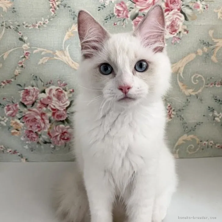 ID：2306-01517の子猫