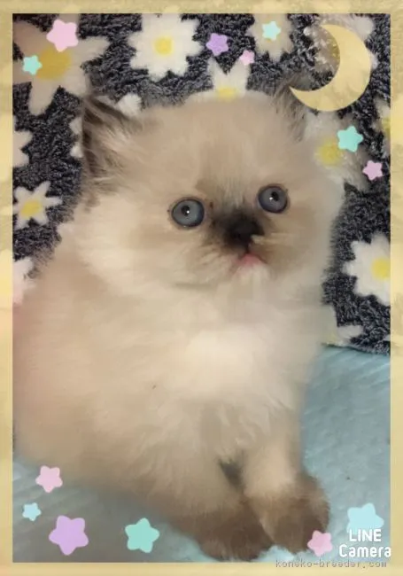ID:1712-00127の子猫