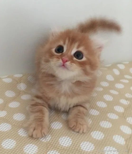 ID:1901-00817の子猫