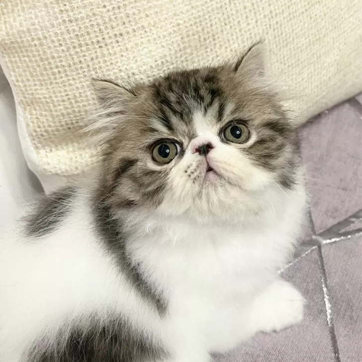 M.A 様のお迎えした子猫