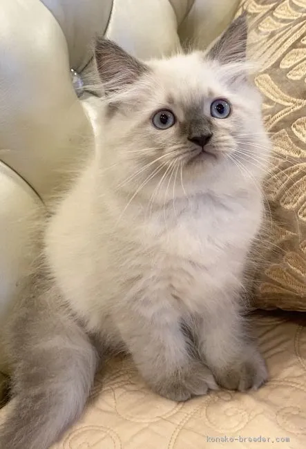 ID:2006-01245の子猫