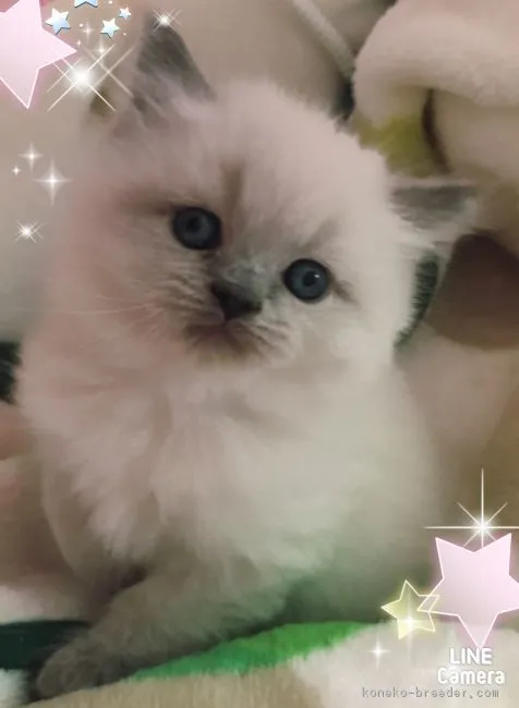 ID:1702-00225の子猫