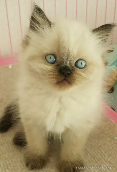 ID:1512-00004の子猫