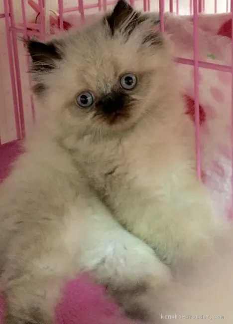 ID：1605-00101の子猫