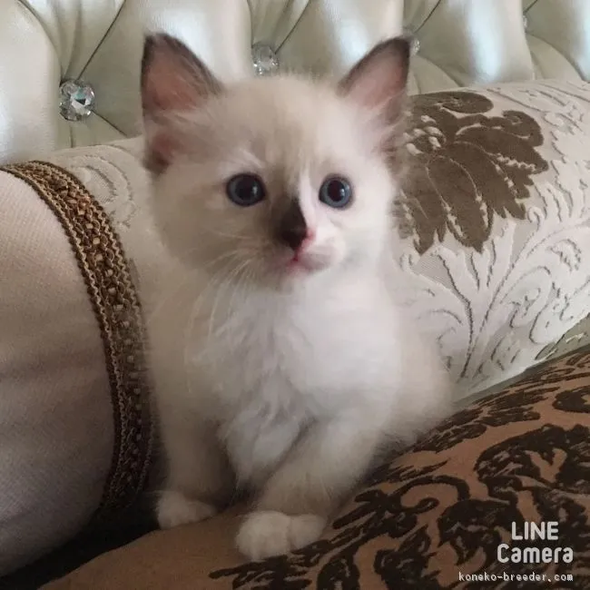 ID：1609-00473の子猫