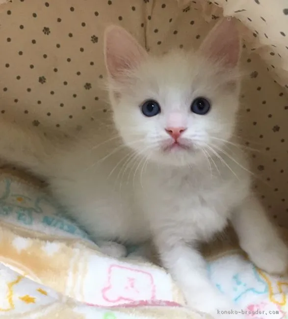 ID:1811-00319の子猫
