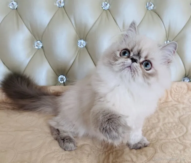 ID：1912-01250の子猫