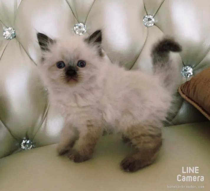 ID：1606-00069の子猫