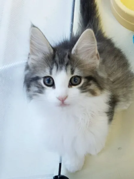 ID：1412-00063の子猫