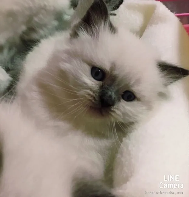 野口 弘子 様のお迎えした子猫