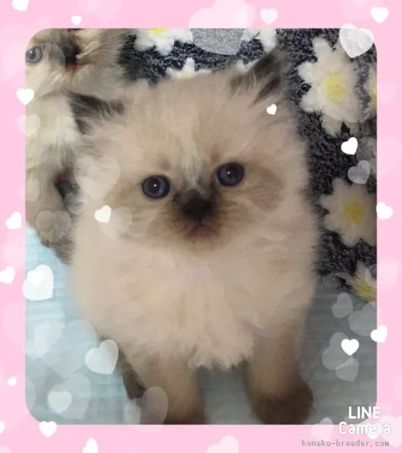 ID:1712-00123の子猫