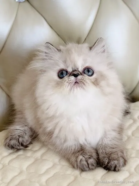 ID:2108-02546の子猫