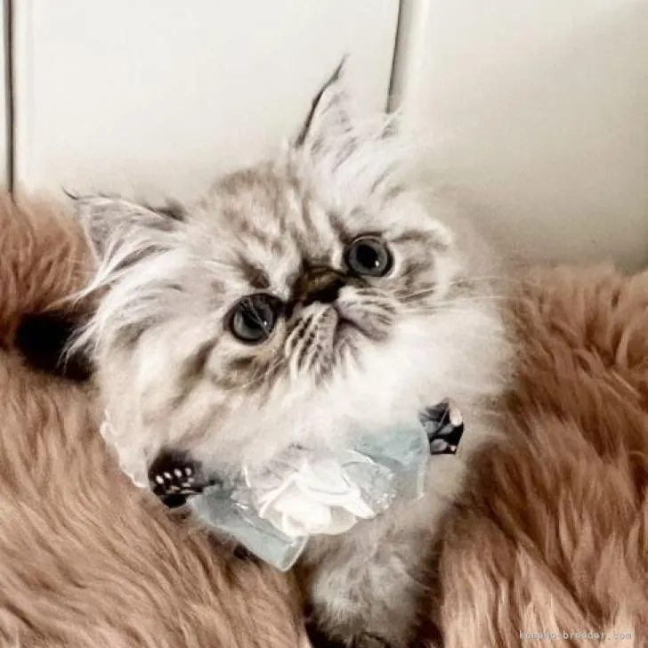 ID：2209-02899の子猫