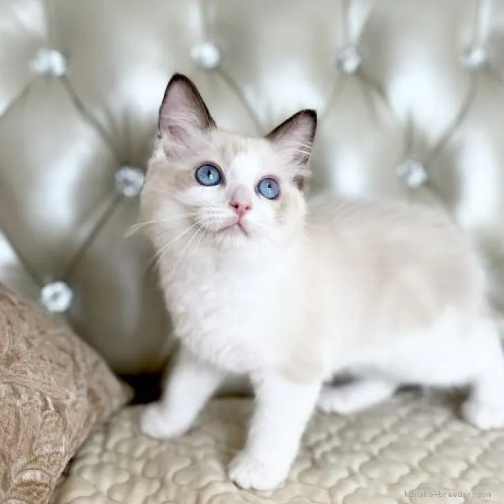 ID:2206-03456の子猫