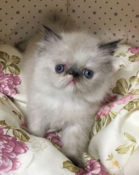 ヒマラヤン【静岡県・女の子・2018年3月19日・トーティーポイント】の写真「クリリンちゃん0」