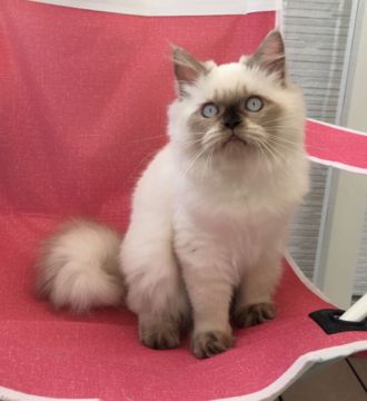 ヒマラヤン【静岡県・男の子・2017年6月17日・シールポイント】の写真「とっても甘えん坊」