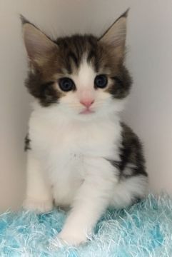 ノルウェージャンフォレストキャット【静岡県・男の子・2017年7月31日・ブラウンタビーアンドホワイト】の写真「美男子君」