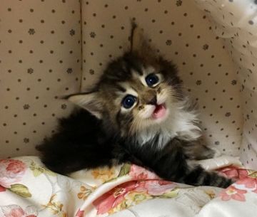 ノルウェージャンフォレストキャット【静岡県・男の子・2018年4月13日・ブラウンタビーアンドホワイト】の写真「お目目クリクリ可愛い僕ちゃん」