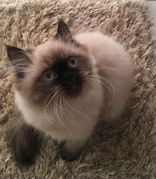 ヒマラヤン【静岡県・女の子・2017年10月28日・シールポイント】の写真「お転婆さん」