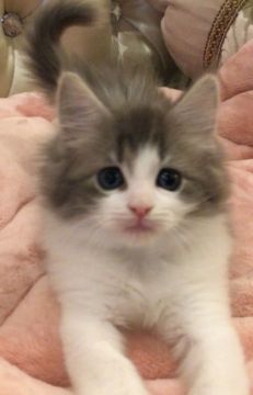 ノルウェージャンフォレストキャット【静岡県・男の子・2018年4月13日・ブルータビーアンドホワイト】の写真「可愛いプリンス」