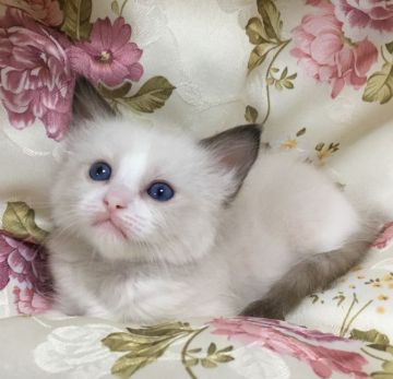 ラグドール【静岡県・女の子・2017年11月26日・シールポイントバイカラー】の写真「お澄ましさん💕」