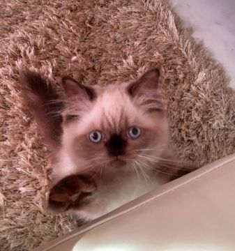 ヒマラヤン【静岡県・男の子・2017年6月17日・シールポイント】の写真「甘えん坊な男の子」