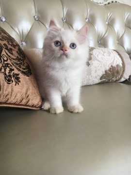 ヒマラヤン【静岡県・男の子・2017年5月23日・クリームポイント】の写真「綺麗な色の子」