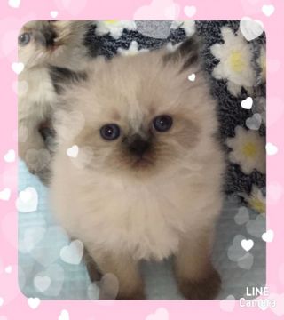 ヒマラヤン【静岡県・女の子・2017年11月3日・シールポイント】の写真「お茶目女の子」