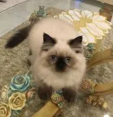 ヒマラヤン【静岡県・男の子・2018年1月19日・シールポイント】の写真1「4月16日撮影」