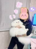 エキゾチックロングヘア【・男の子・2020年5月23日・ホワイト】