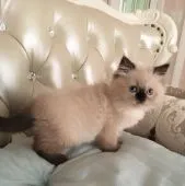 ヒマラヤン【静岡県・男の子・2018年1月19日・シールポイント】の写真3「3月20日撮影」