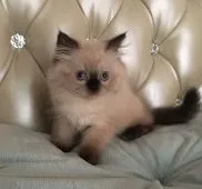 ヒマラヤン【静岡県・男の子・2018年1月19日・シールポイント】の写真4「3月20日撮影」