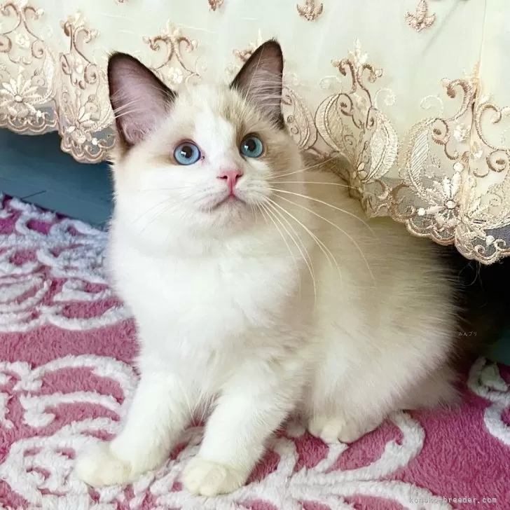 ID：2507-02882の子猫