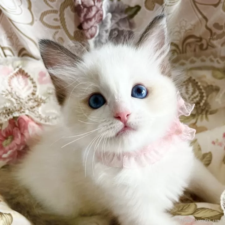 ID：2506-03021の子猫