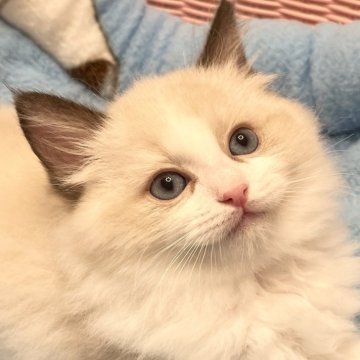ラグドール【静岡県・男の子・2025年2月4日・シールポイントバイカラー】の写真「イケメン君💙」
