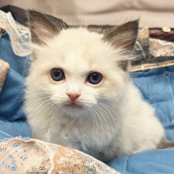 ラグドール【静岡県・男の子・2025年10月13日・シールポイントバイカラー】の写真「綺麗なバイカラー」