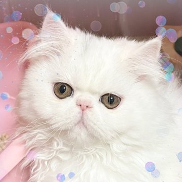 エキゾチックロングヘア【静岡県・女の子・2024年11月18日・ホワイト頭にブルー入ってます。】の写真「瞳の可愛い子😍」