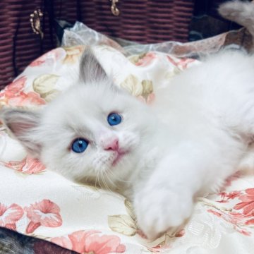 ラグドール【静岡県・男の子・2025年5月15日・ブルーポイントバイカラー】の写真「人懐こい子💙」