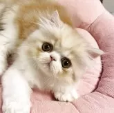 エキゾチックショートヘア