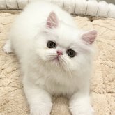 エキゾチックロングヘア