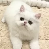 エキゾチックロングヘア