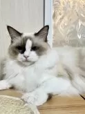 ラグドール【静岡県・女の子・2024年3月18日・シールポイントバイカラー】の写真2