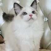 ラグドール【静岡県・男の子・2025年10月13日・シールポイントバイカラー】の写真3