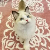 ラグドール【静岡県・女の子・2025年6月6日・シールポイントバイカラー】の写真4