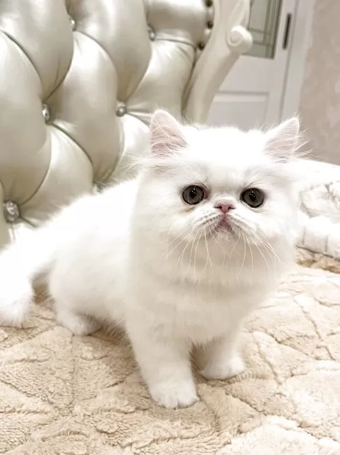 エキゾチックロングヘア♡一歳の子猫ちゃん♡美人さん♡アートドール♡ぬいぐるみ♡ 生後1か月♡可愛い毛の子猫ちゃん♡アートドール♡ぬいぐるみ