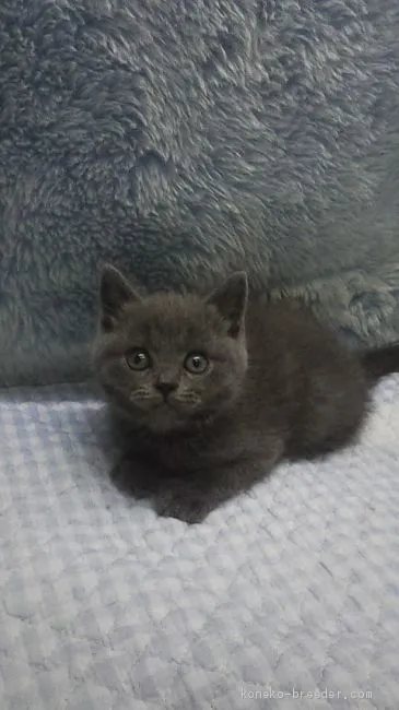 ID:1908-00412の子猫