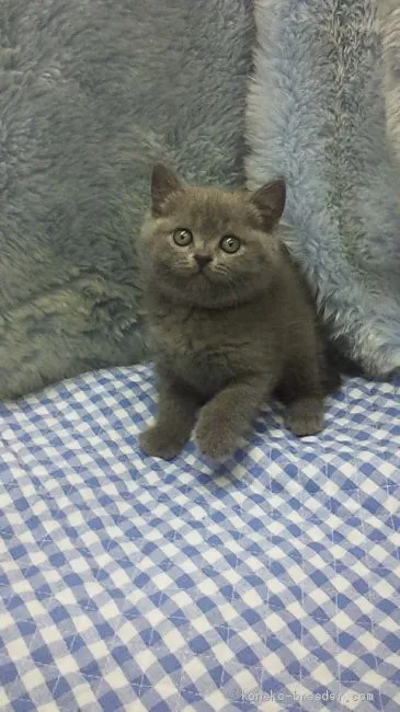 ID：2005-00294の子猫
